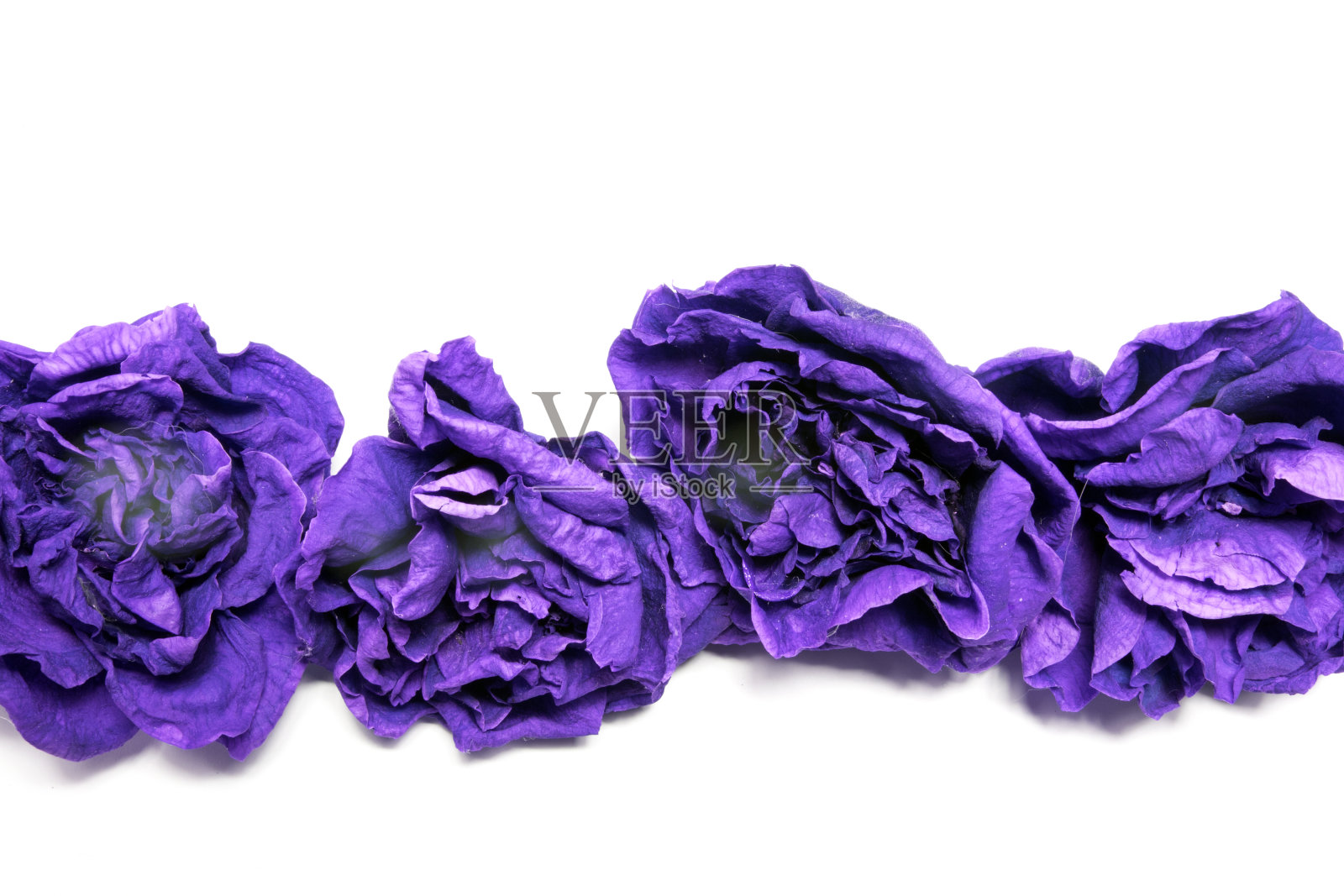 玫瑰装饰边框背景上的白色背景照片摄影图片