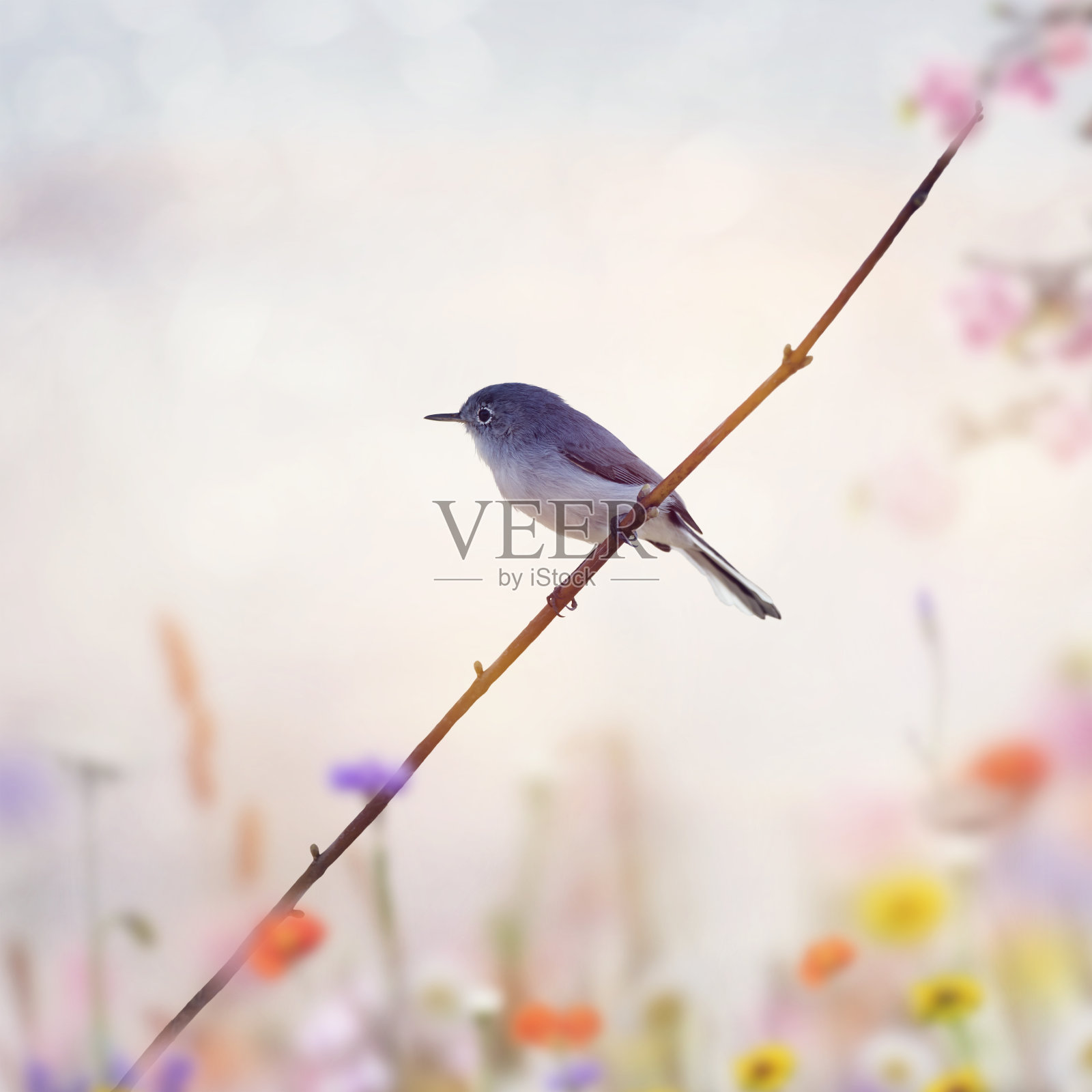 树枝上的蓝灰色捕蚊器照片摄影图片