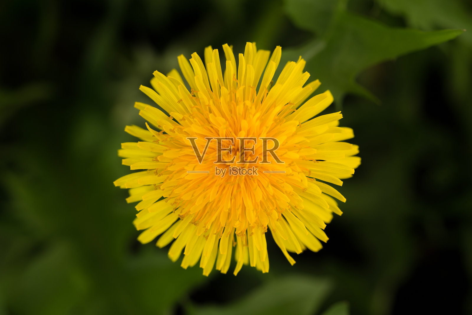 蒲公英的花。可食用杂草也可药用。照片摄影图片