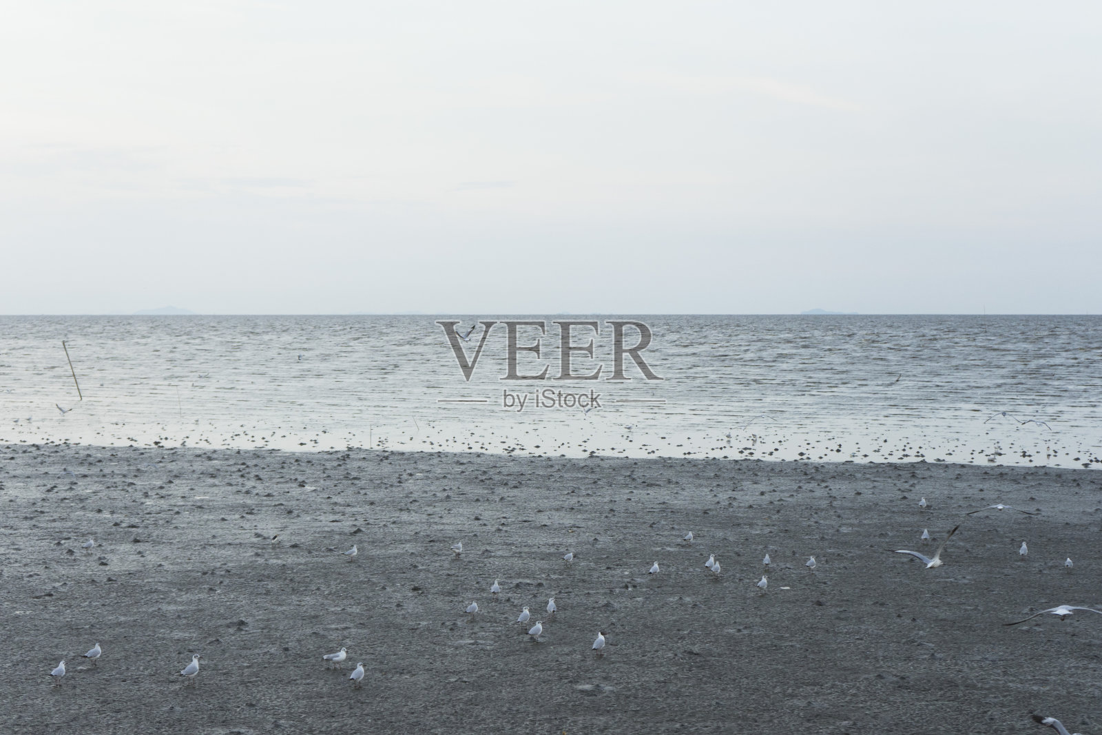 红树林海照片摄影图片