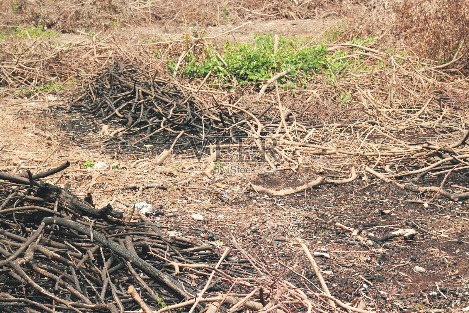 死林，火后照片摄影图片