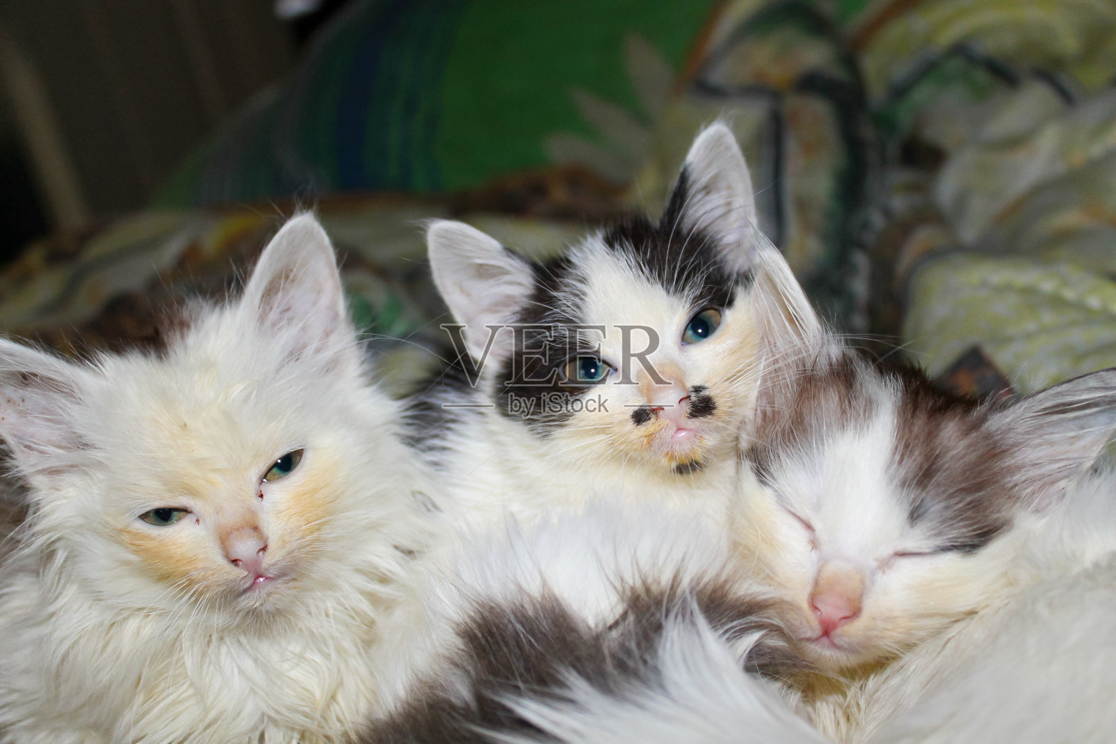 小猫的画像照片摄影图片