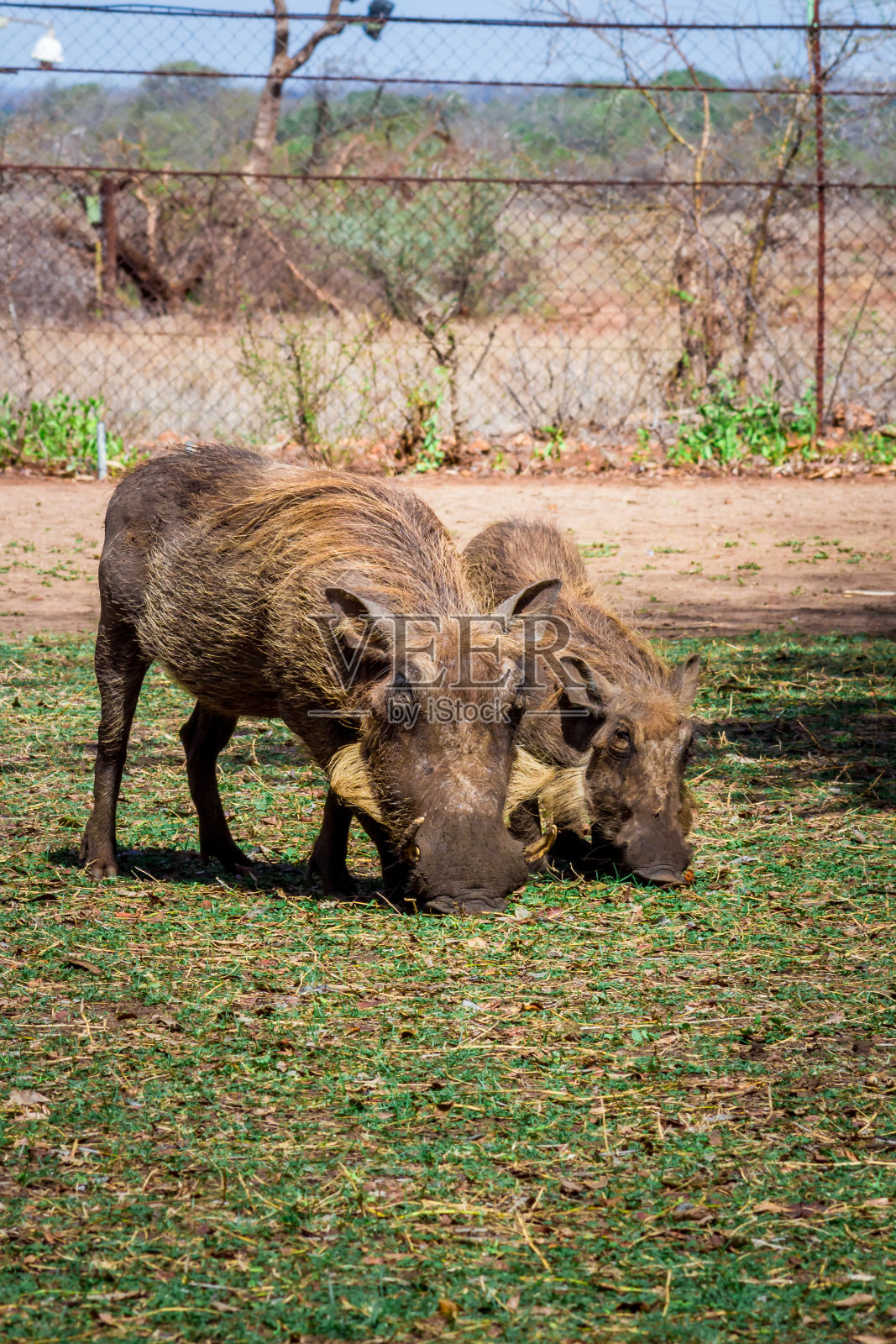 普通疣猪(非洲疣猪)在美丽的绿色草地上吃草，克鲁格国家公园，南非照片摄影图片