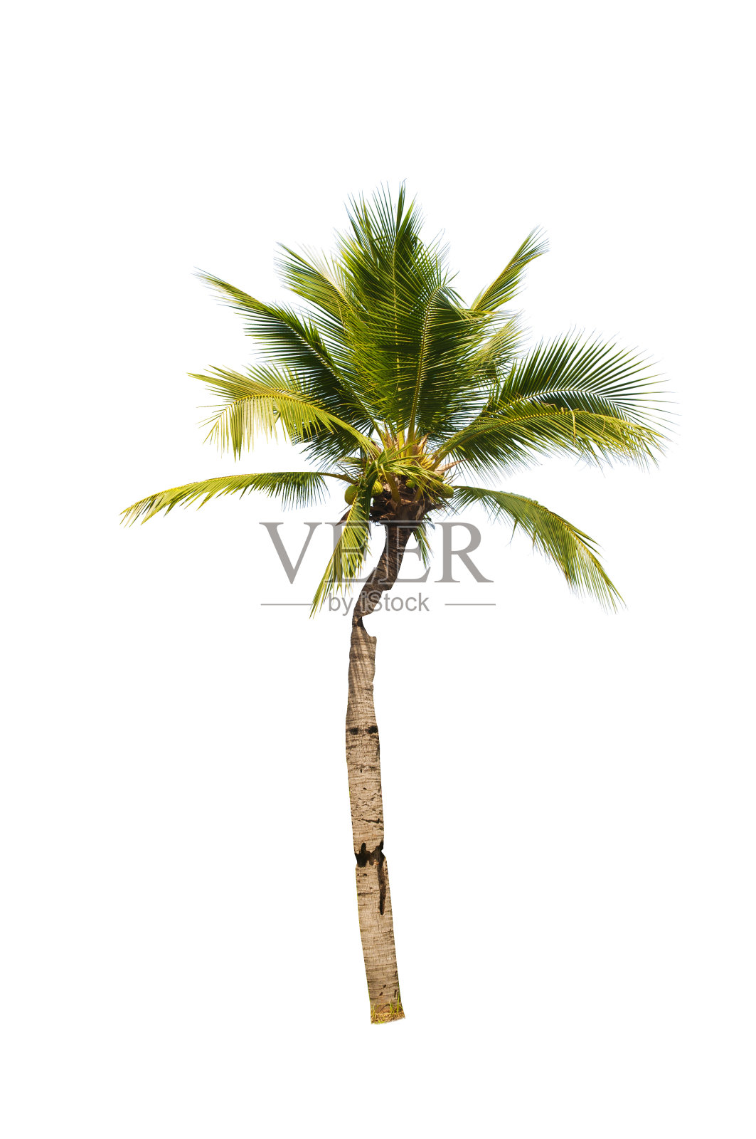 亚洲树孤立在白色背景上照片摄影图片