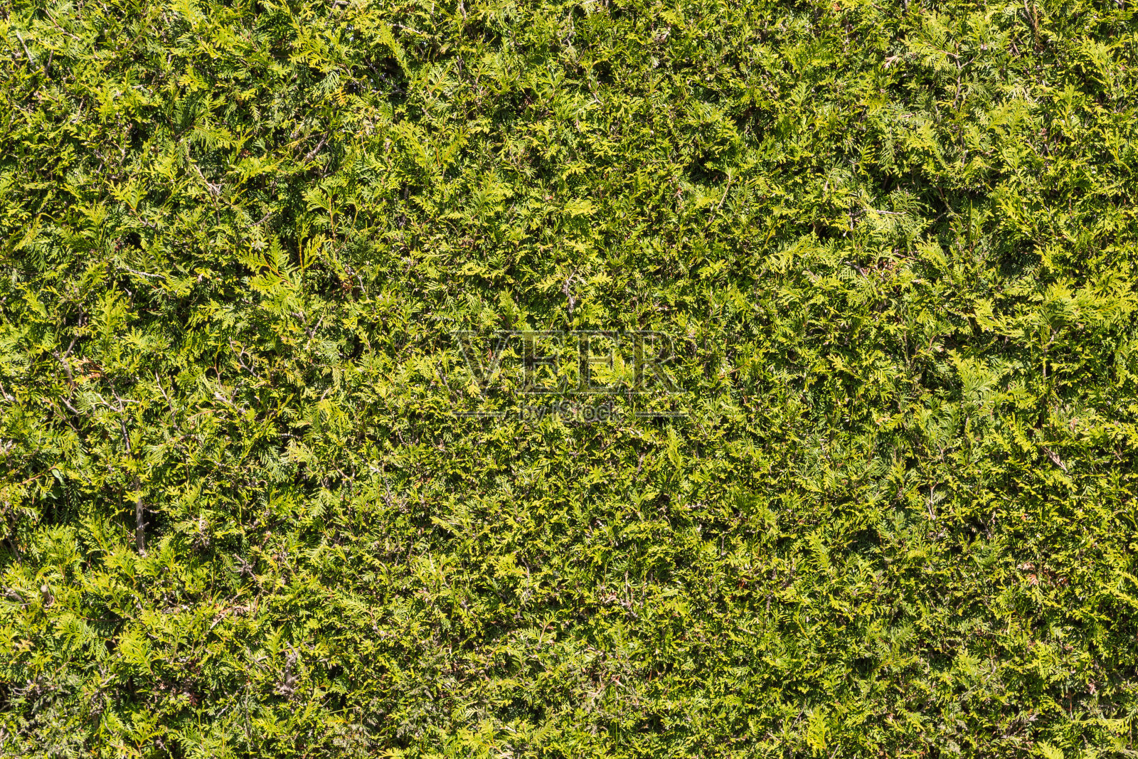 图贾对冲照片摄影图片