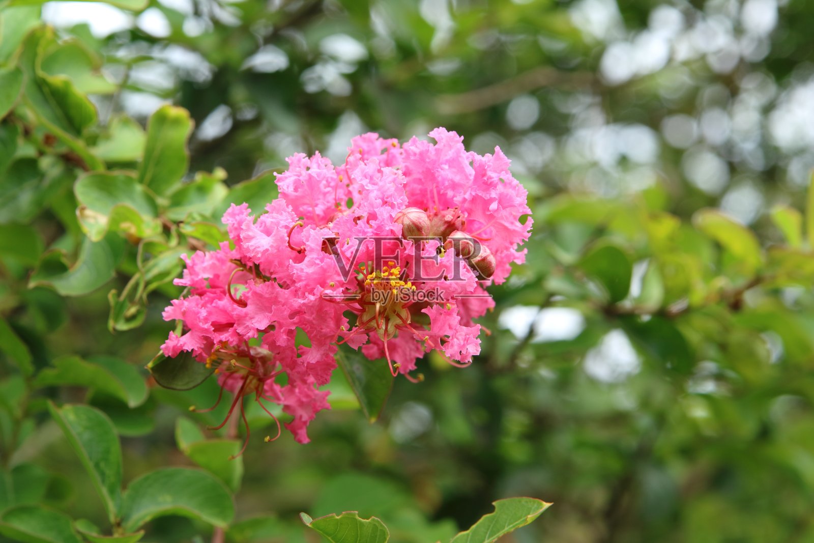 紫色的紫薇照片摄影图片