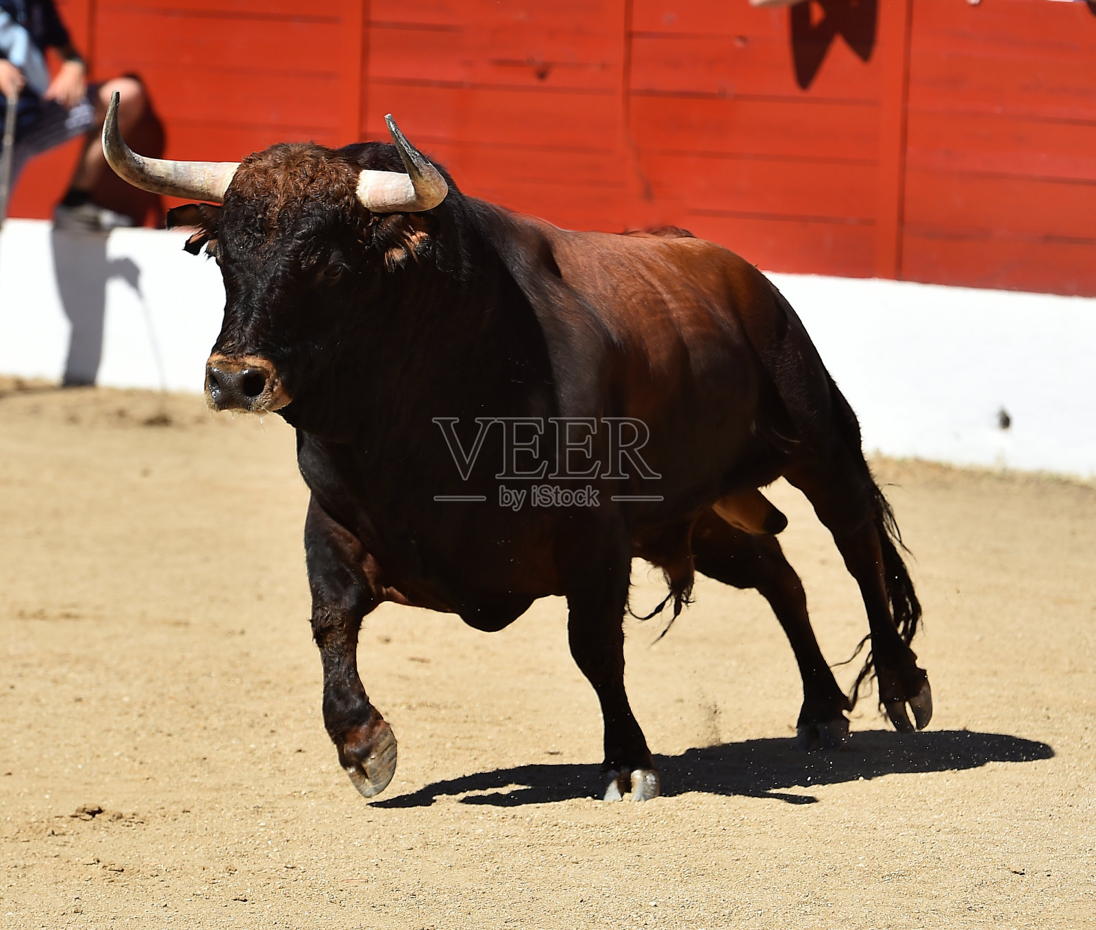 牛照片摄影图片