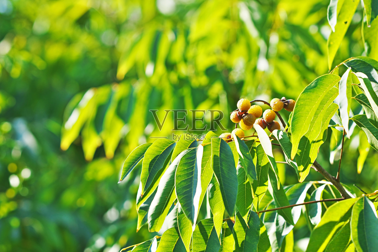 胆汁穆科罗西照片摄影图片