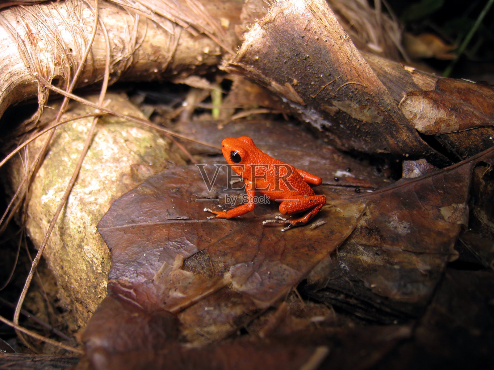 热带小青蛙照片摄影图片