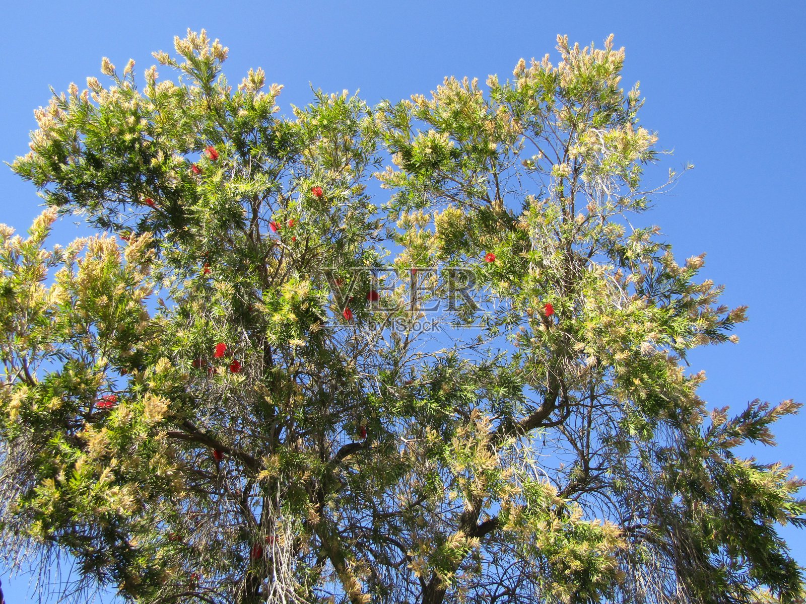 树照片摄影图片