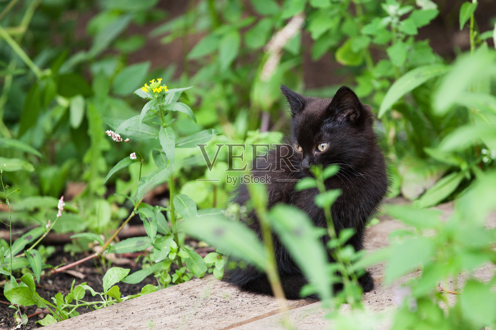 绿草里的黑猫照片摄影图片