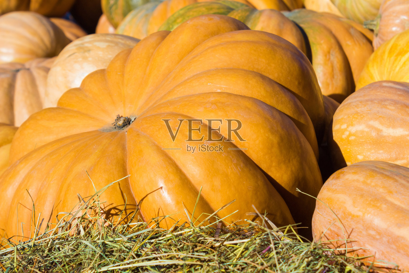 草地上的南瓜特写照片摄影图片