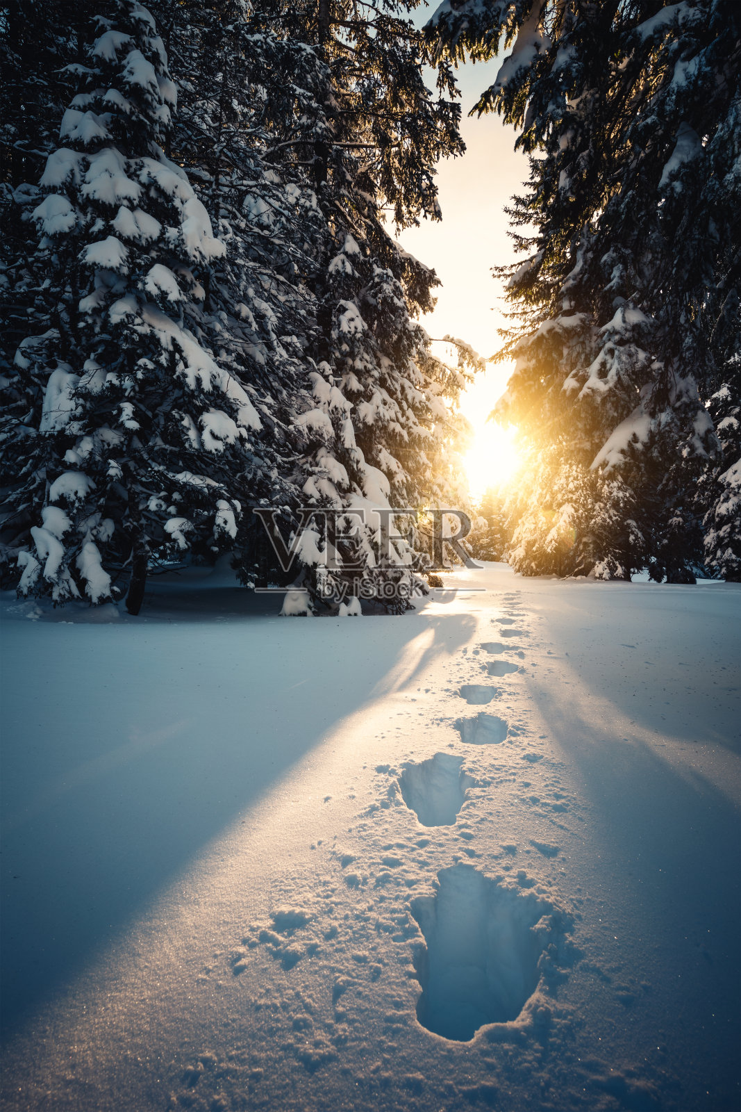 新雪小径照片摄影图片