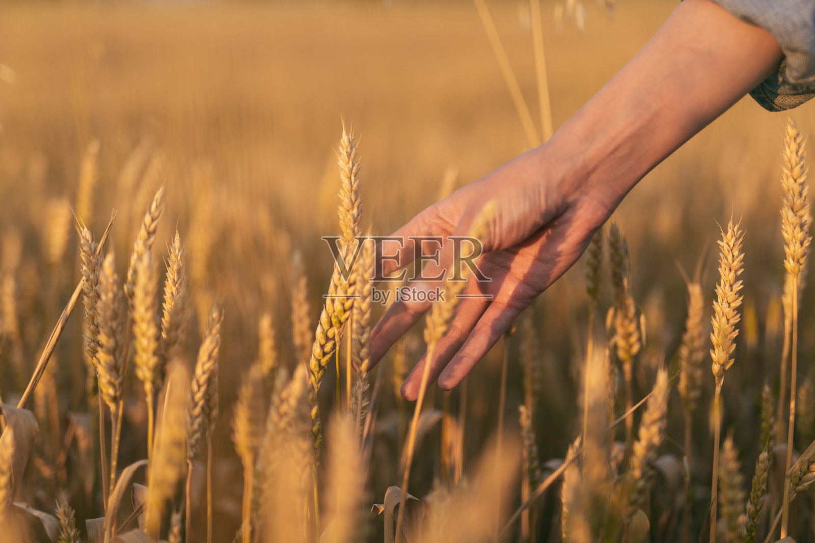 黄昏时分，年轻女子走过麦田照片摄影图片