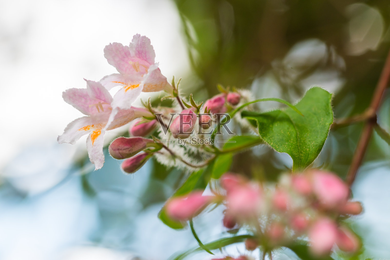 粉红色的花和绿色的叶子照片摄影图片
