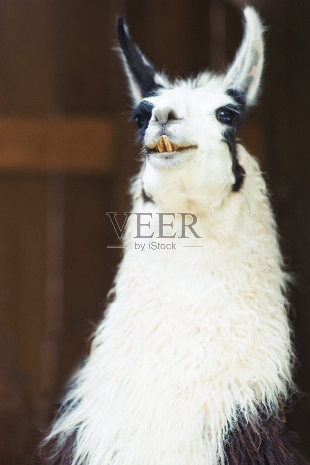 动物中心的白色喇嘛照片摄影图片