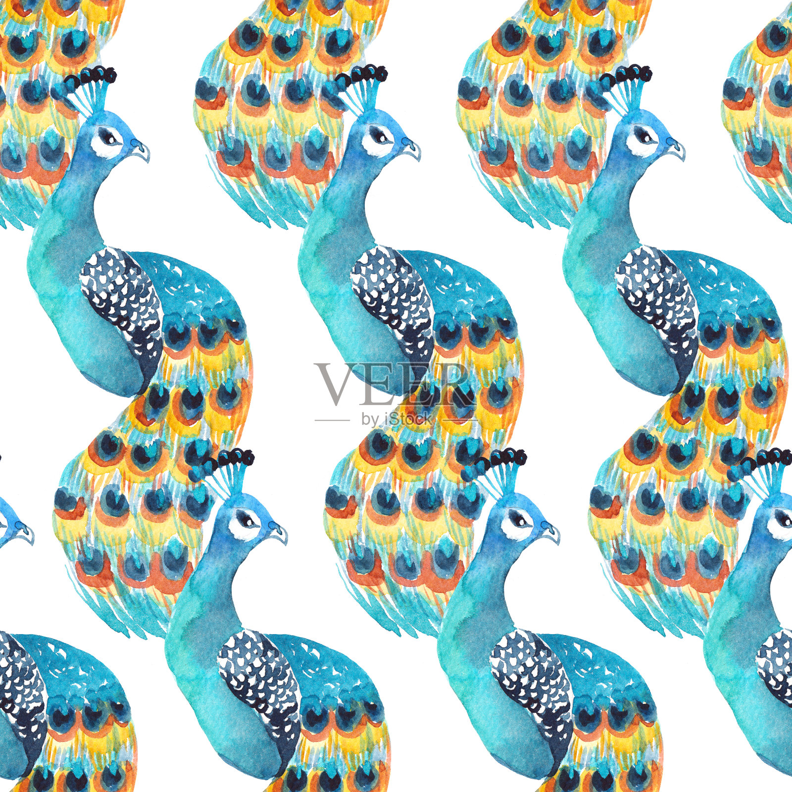 水彩无缝图案与孔雀在白色的背景。织物或包装纸的明亮设计。插画图片素材