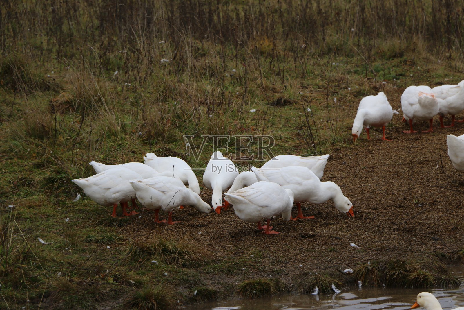 一群白鹅在河里洗澡，沿着岸边散步照片摄影图片