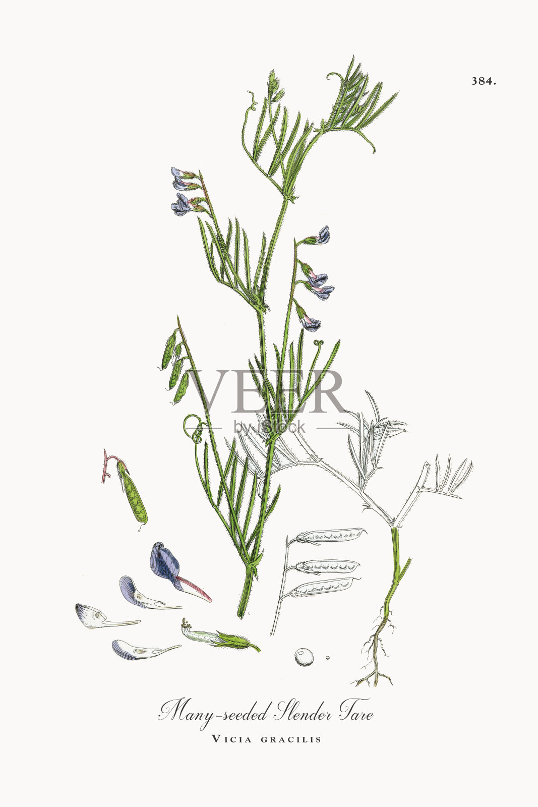 许多种子细长的塔雷，柔嫩Vicia gracilis，维多利亚植物学插图，1863设计元素图片