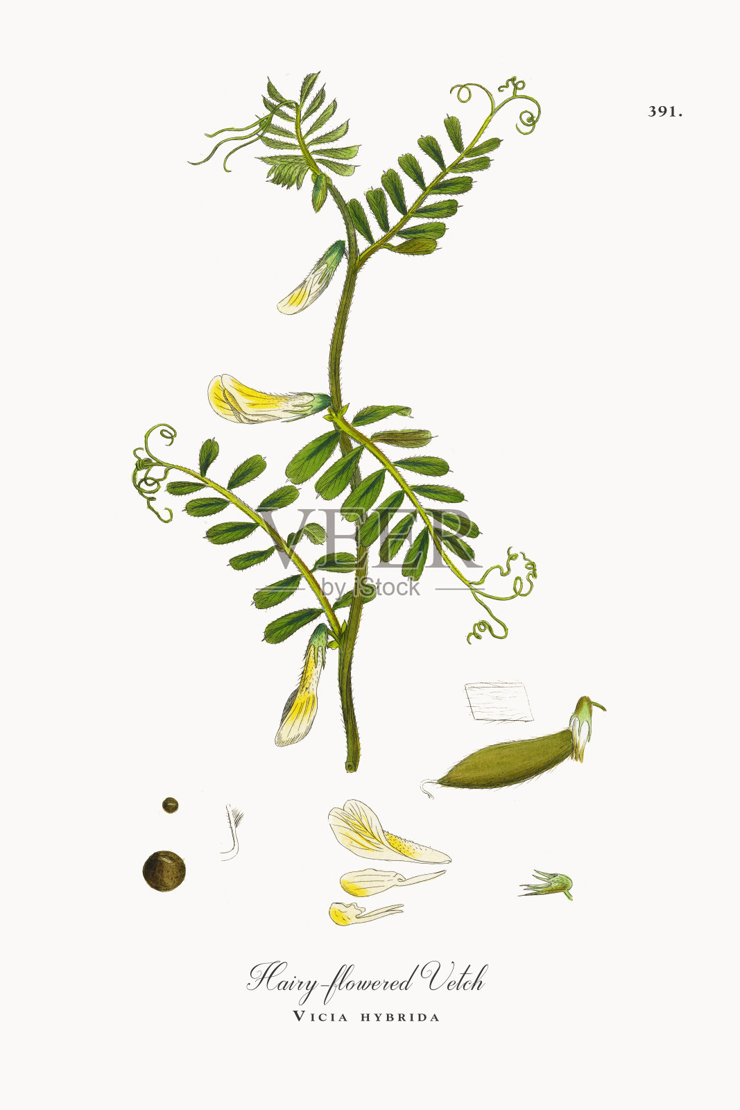有毛花的野豌豆，杂交花Vicia hybrida，维多利亚植物学插图，1863年插画图片素材