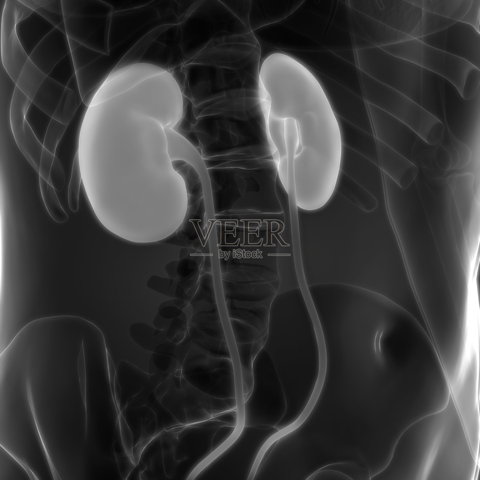 人体器官解剖(肾脏)照片摄影图片