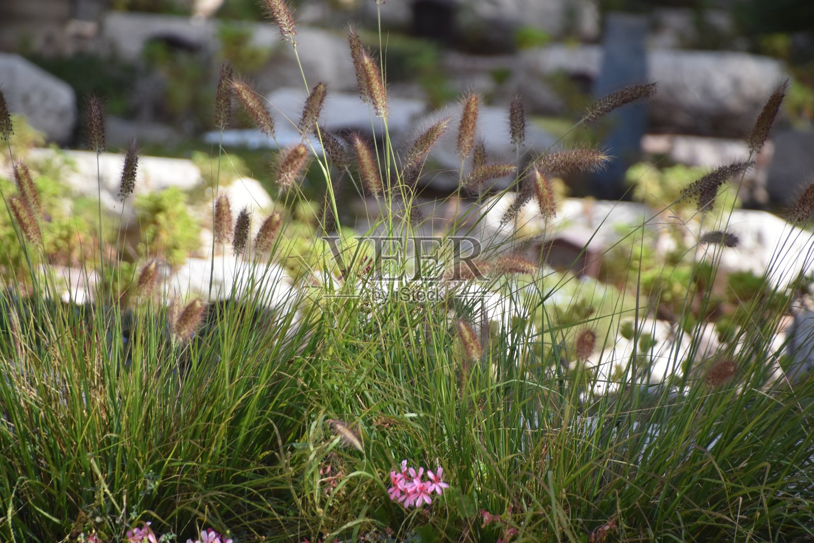 赫茨尔山照片摄影图片