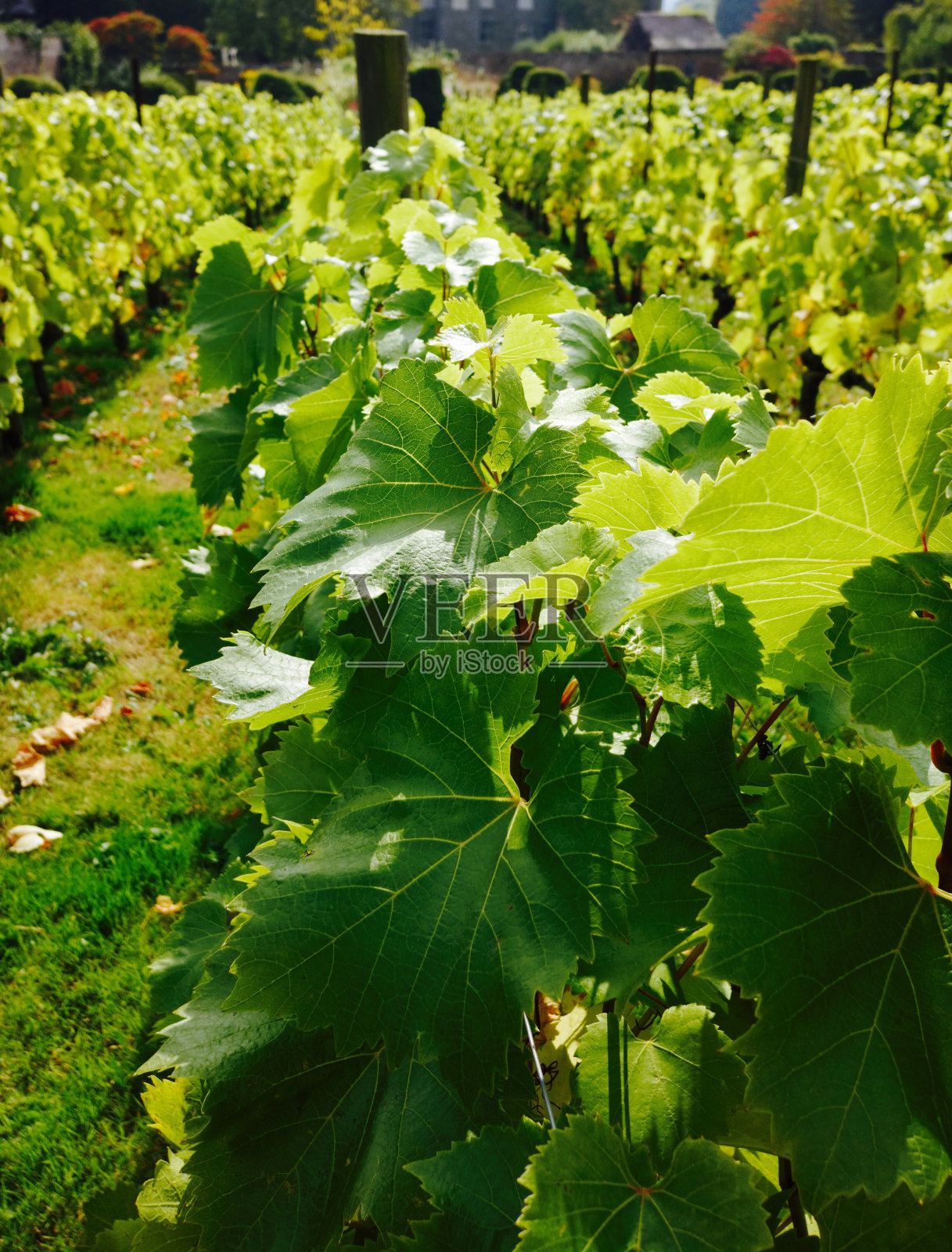 葡萄园照片摄影图片