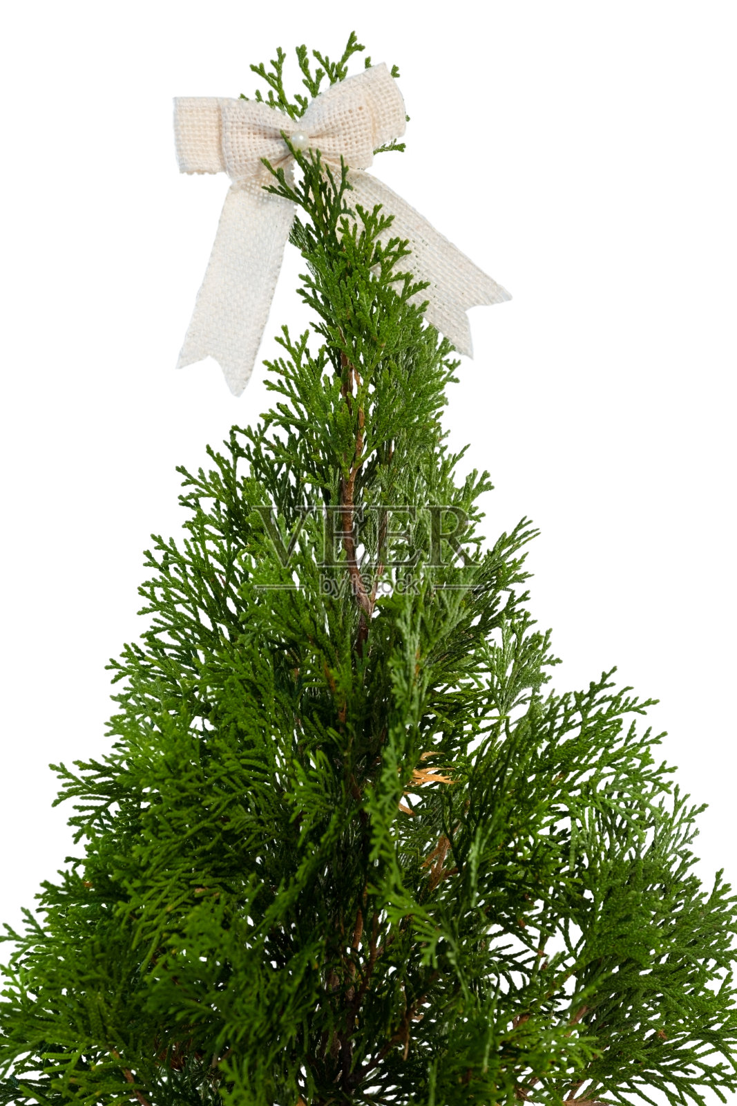 白色背景下的圣诞树照片摄影图片