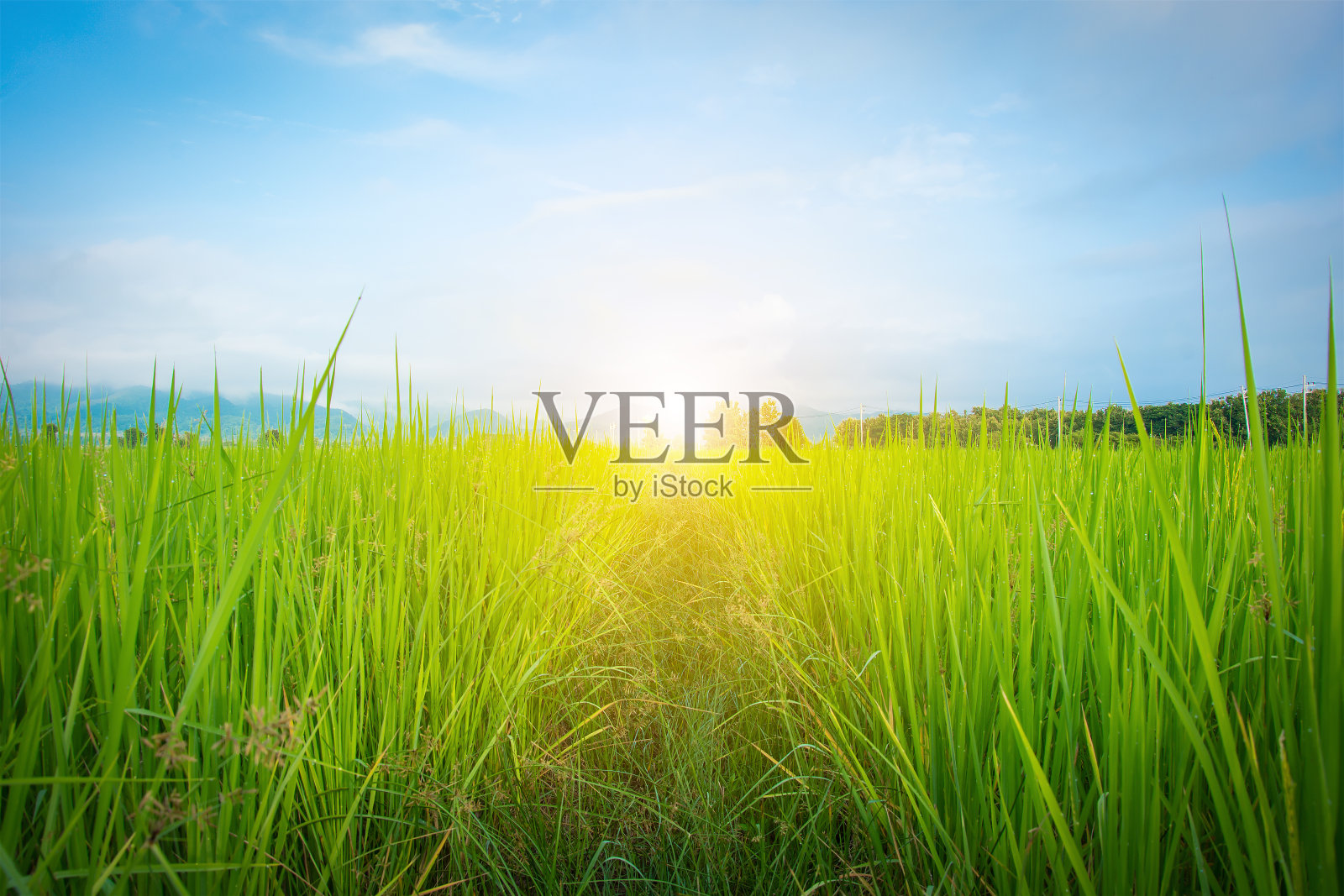 帕迪照片摄影图片