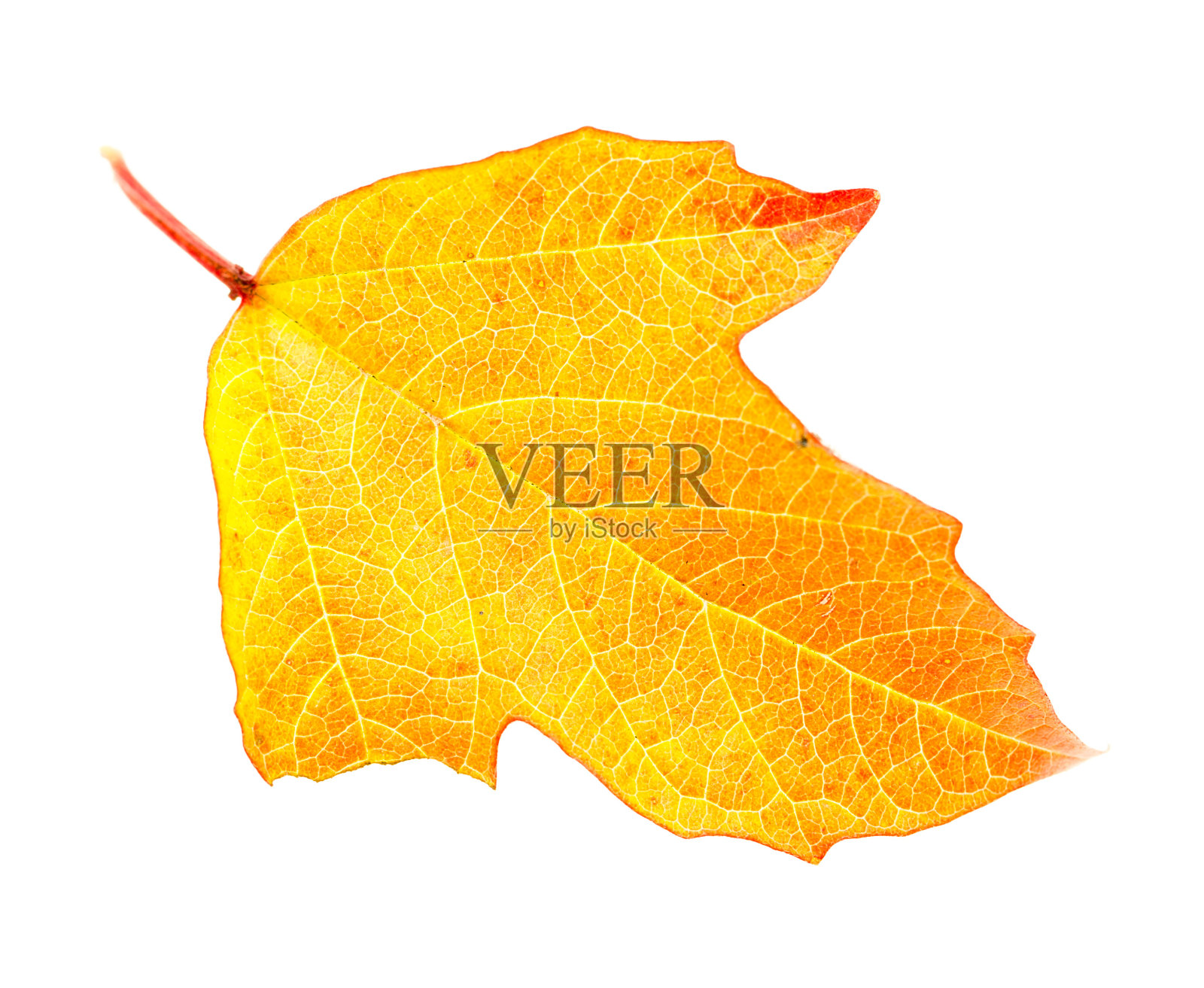 秋天黄叶孤立在白色的背景上照片摄影图片