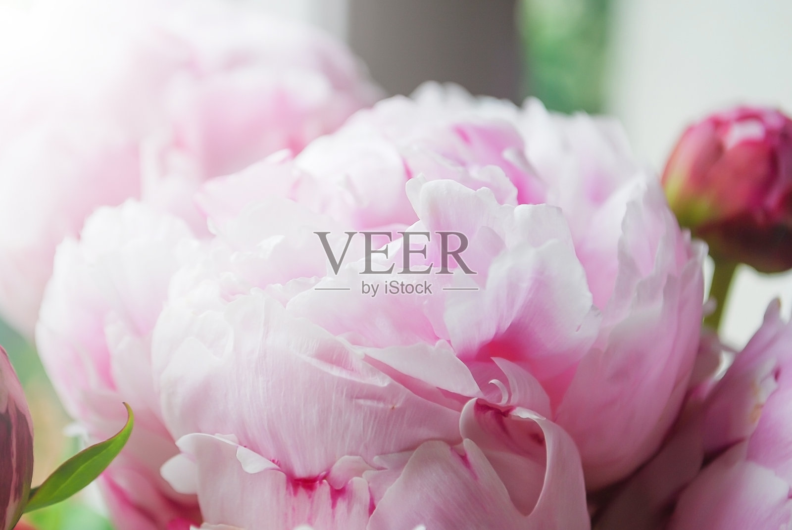 美丽的花朵粉红柔软的牡丹盛开照片摄影图片