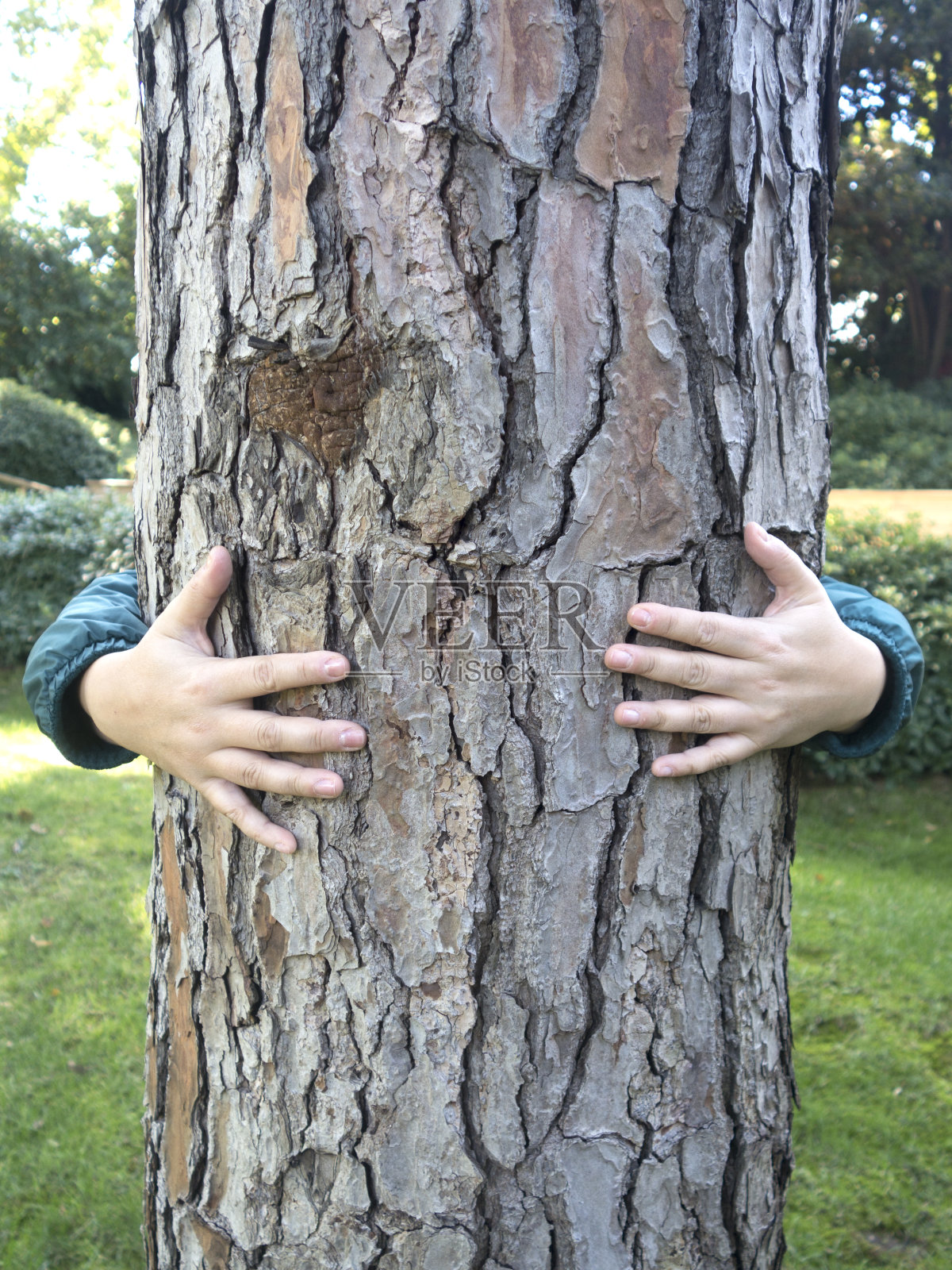 爱护自然。巨大的一棵树。56、爱护环境，保护环境照片摄影图片