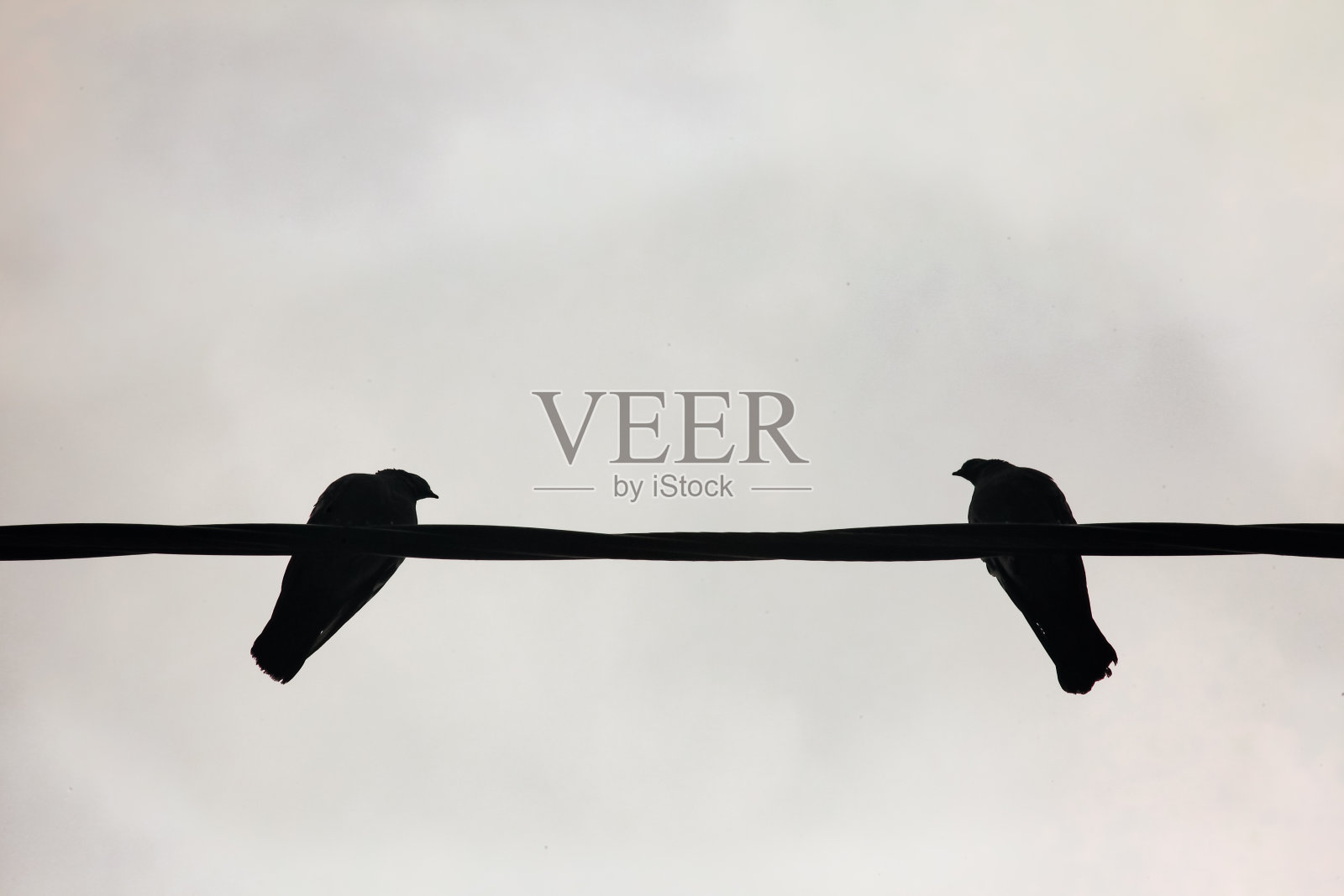 秋景-鸟儿坐在电缆上照片摄影图片