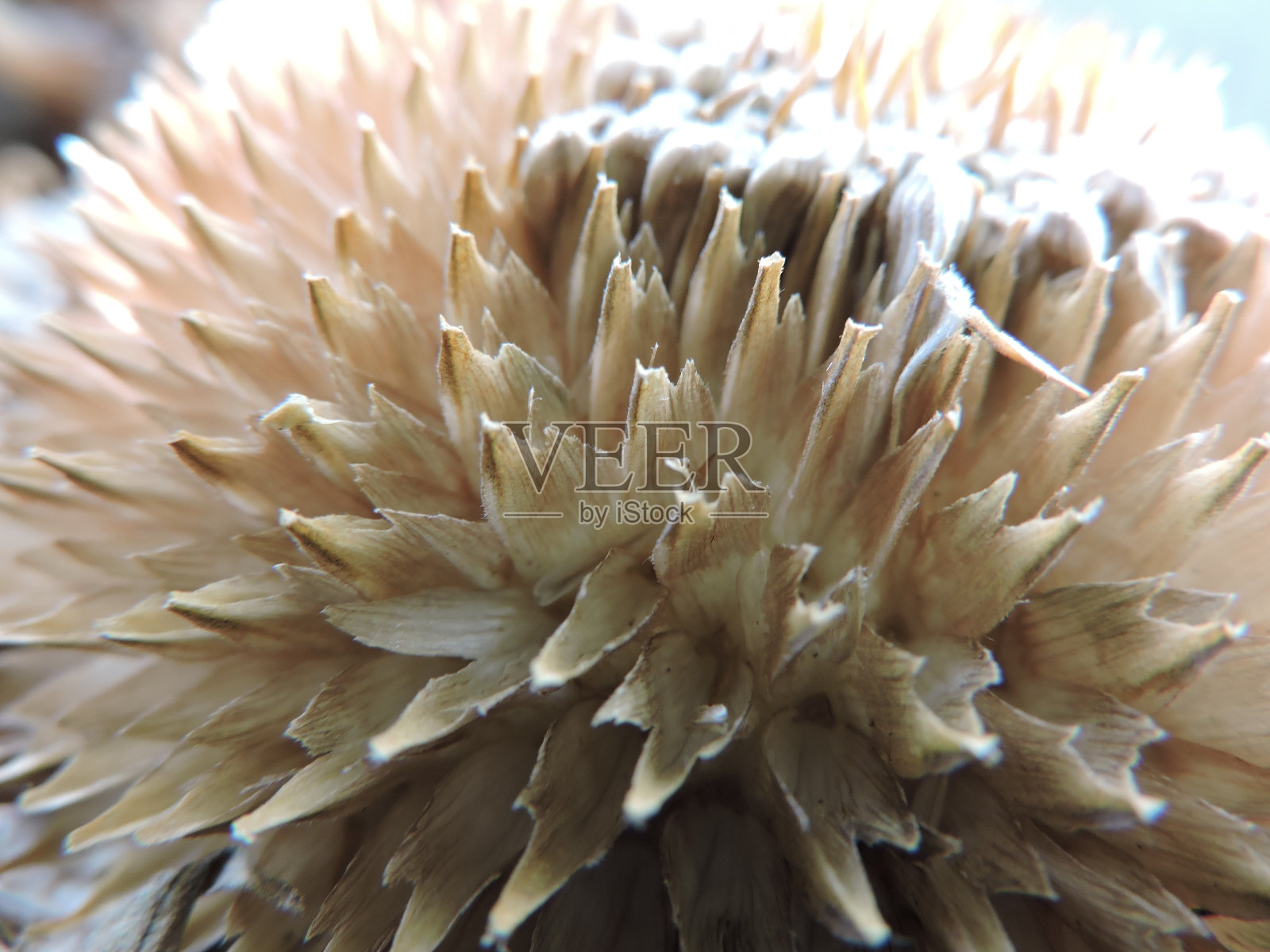 抽象的向日葵照片摄影图片