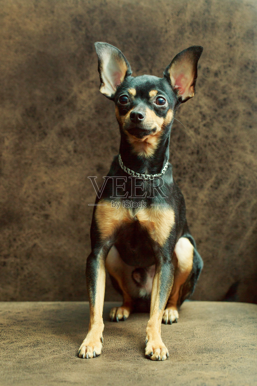俄罗斯玩具犬品种照片摄影图片
