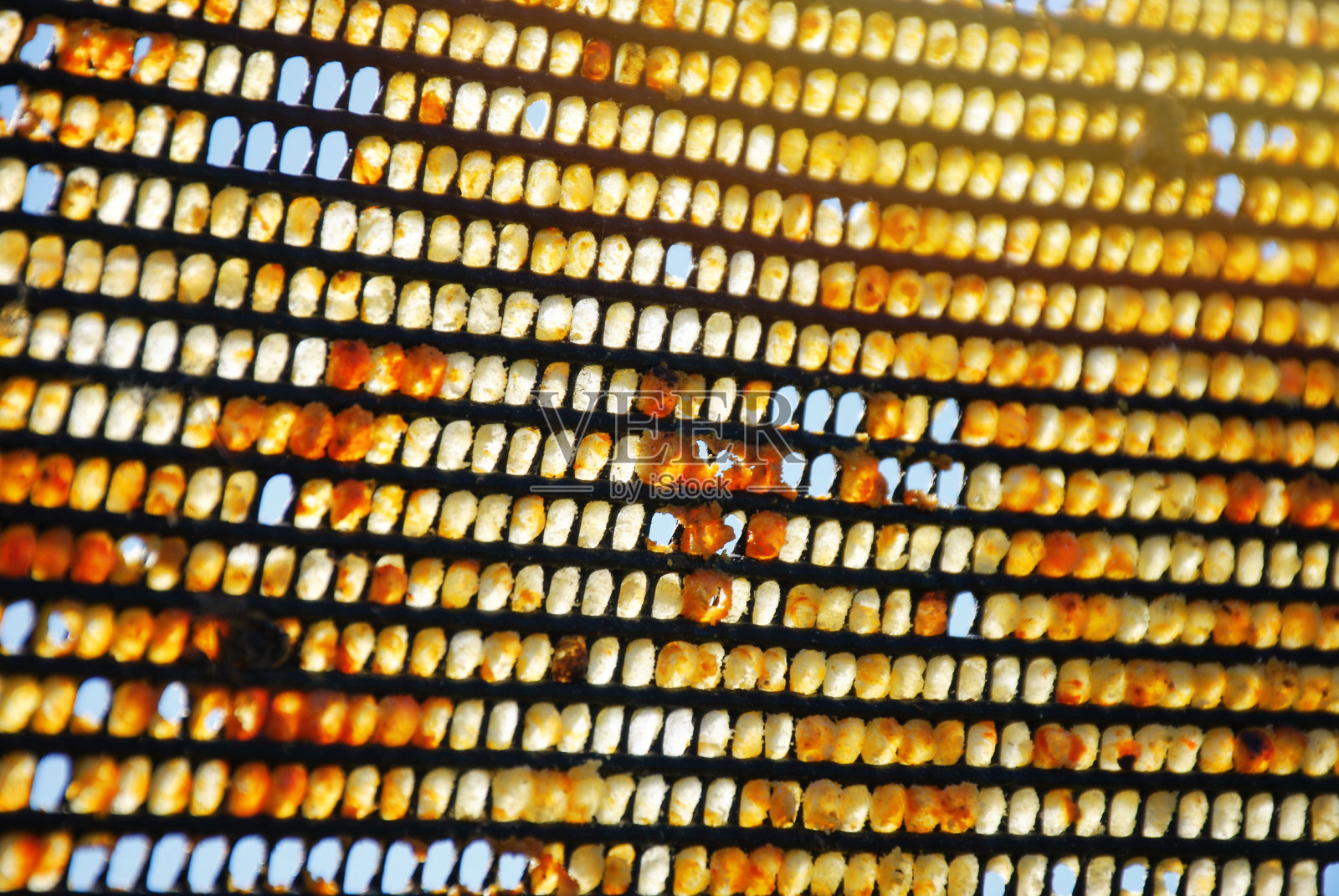 在塑料垫子中收集的蜂胶用于收获照片摄影图片