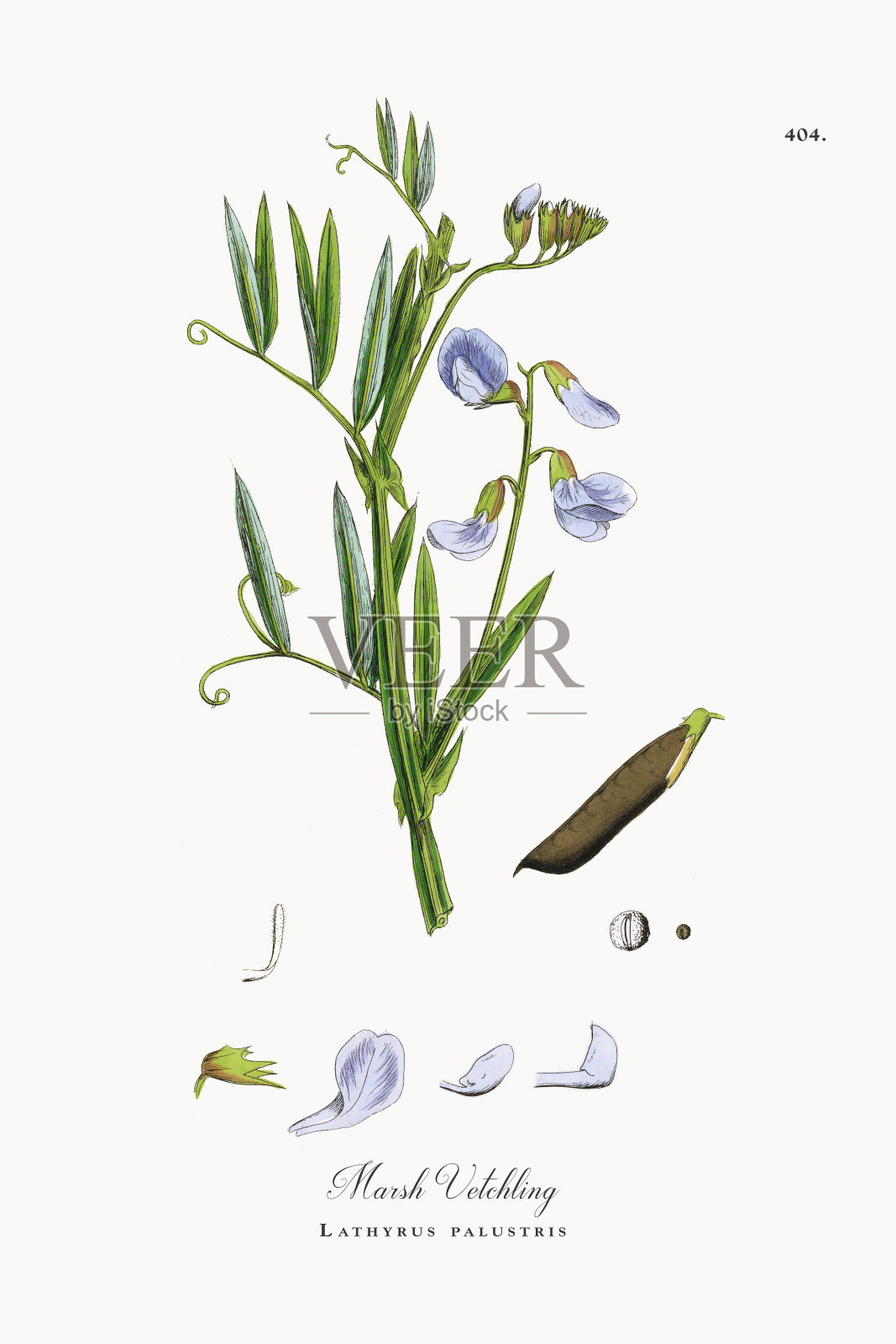 沼泽草，石菖蒲，维多利亚植物学插图，1863年设计元素图片