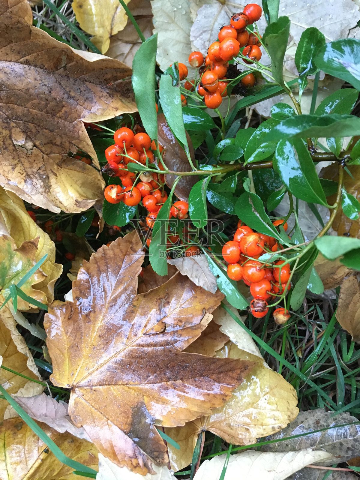 枫叶落照片摄影图片