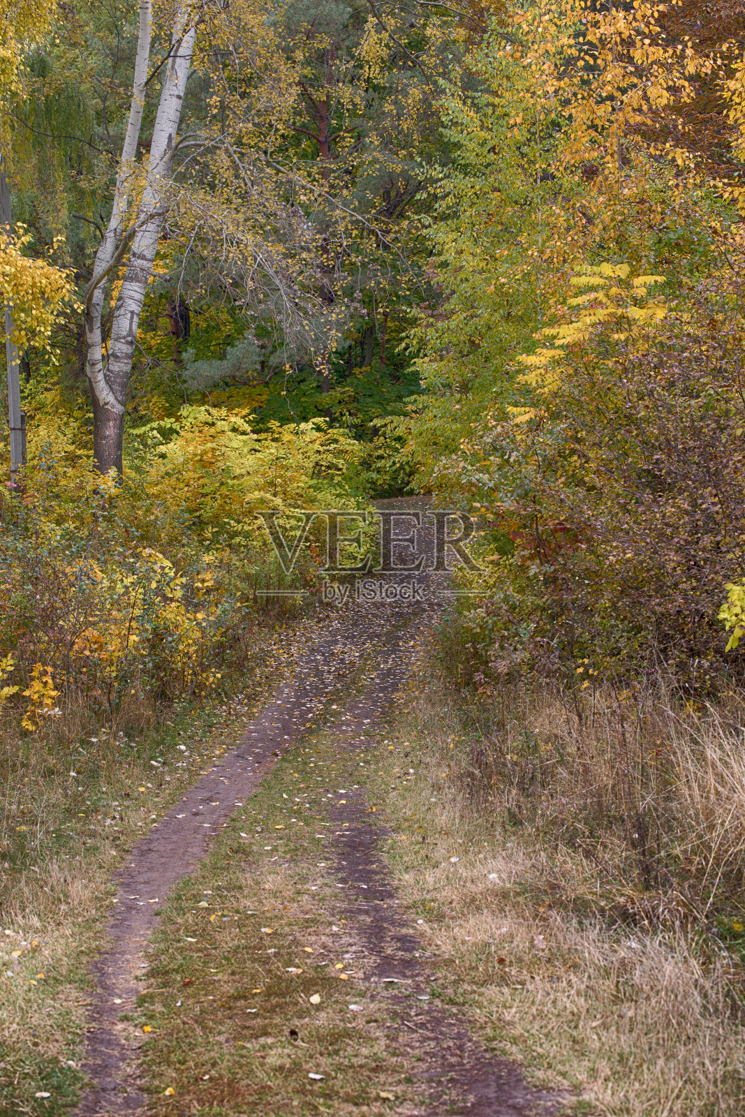 乡间小路是秋天的公园照片摄影图片