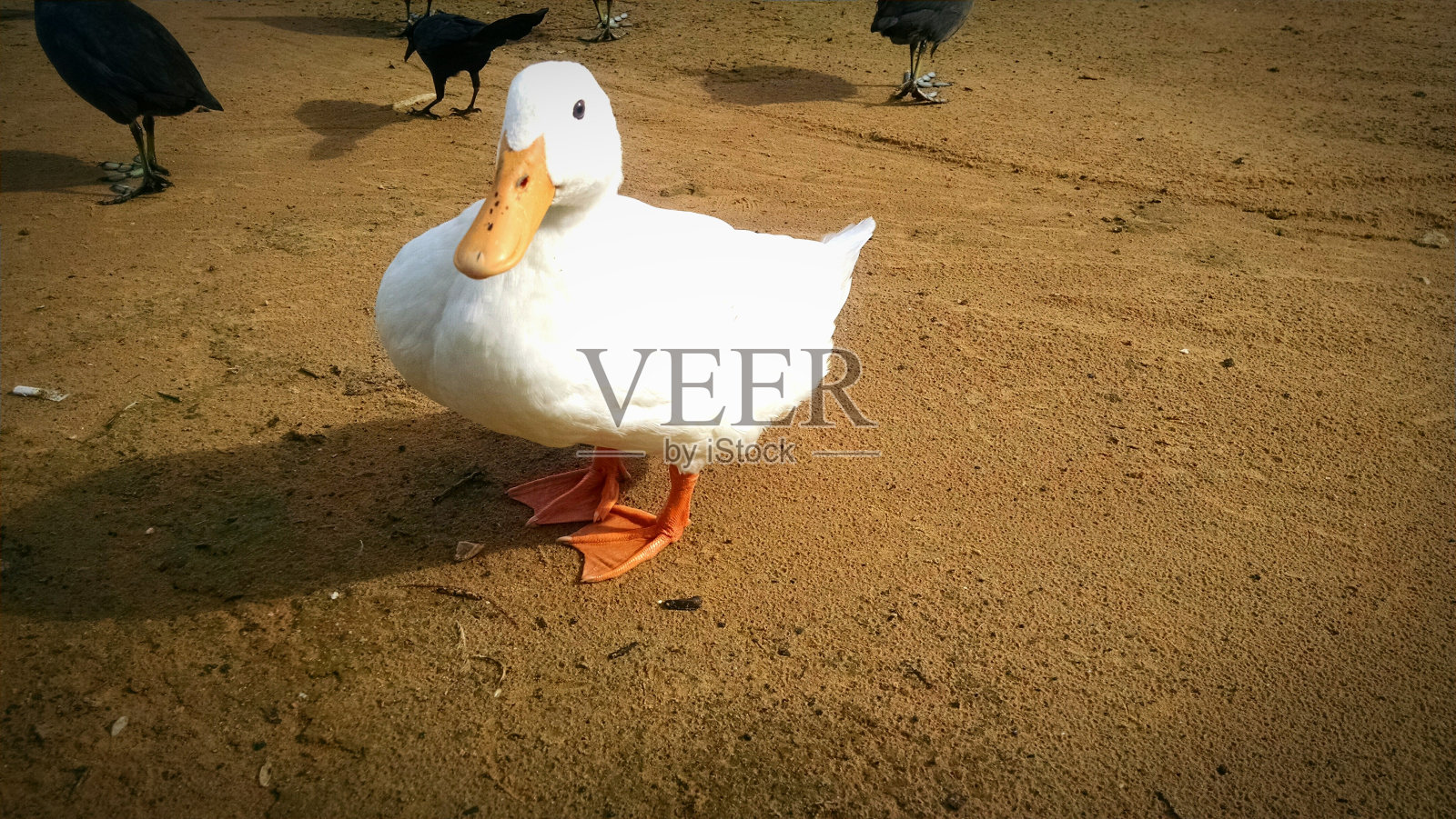 鸭子照片摄影图片