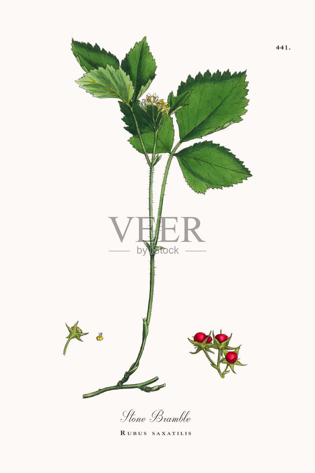 石荆棘，悬铃树，维多利亚植物学插图，1863年插画图片素材