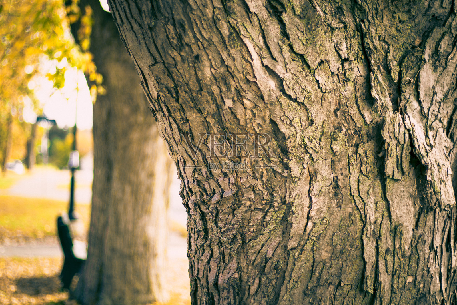 大树干和纹理照片摄影图片
