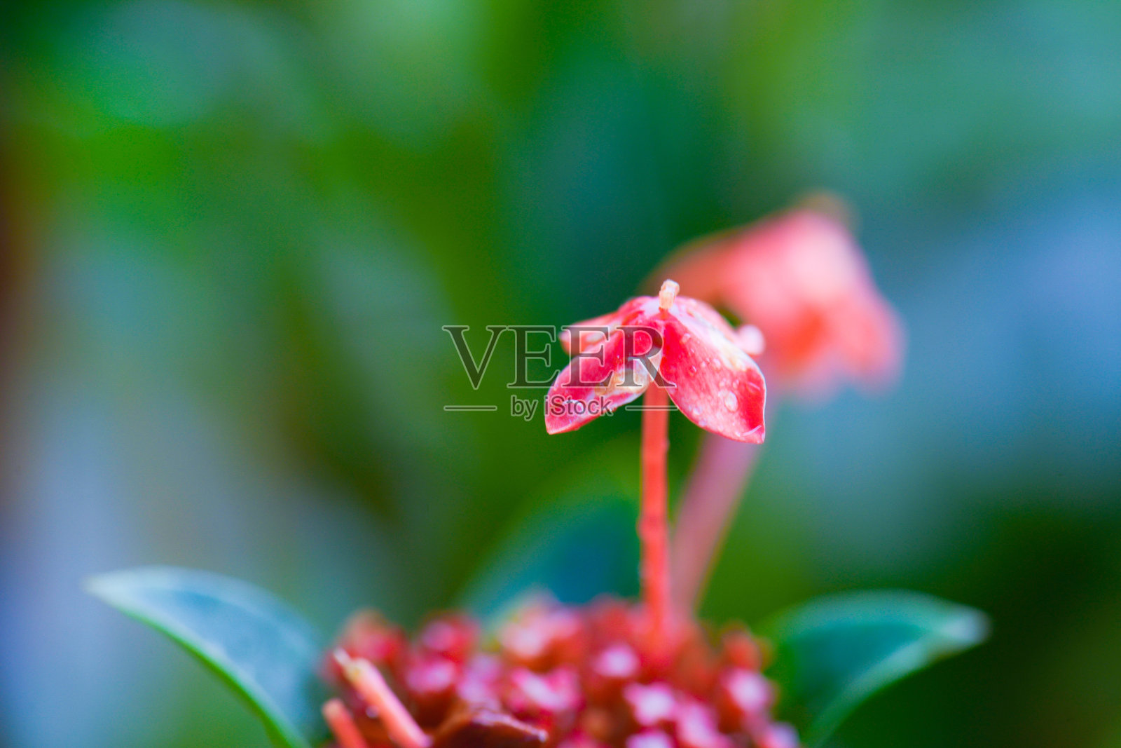 植物与露珠特写。自然背景照片摄影图片