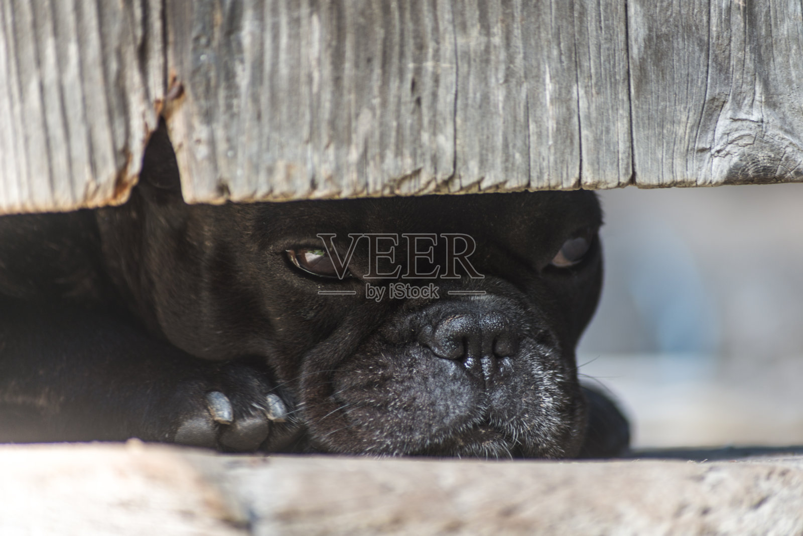 可爱的小黑狗在等着照片摄影图片