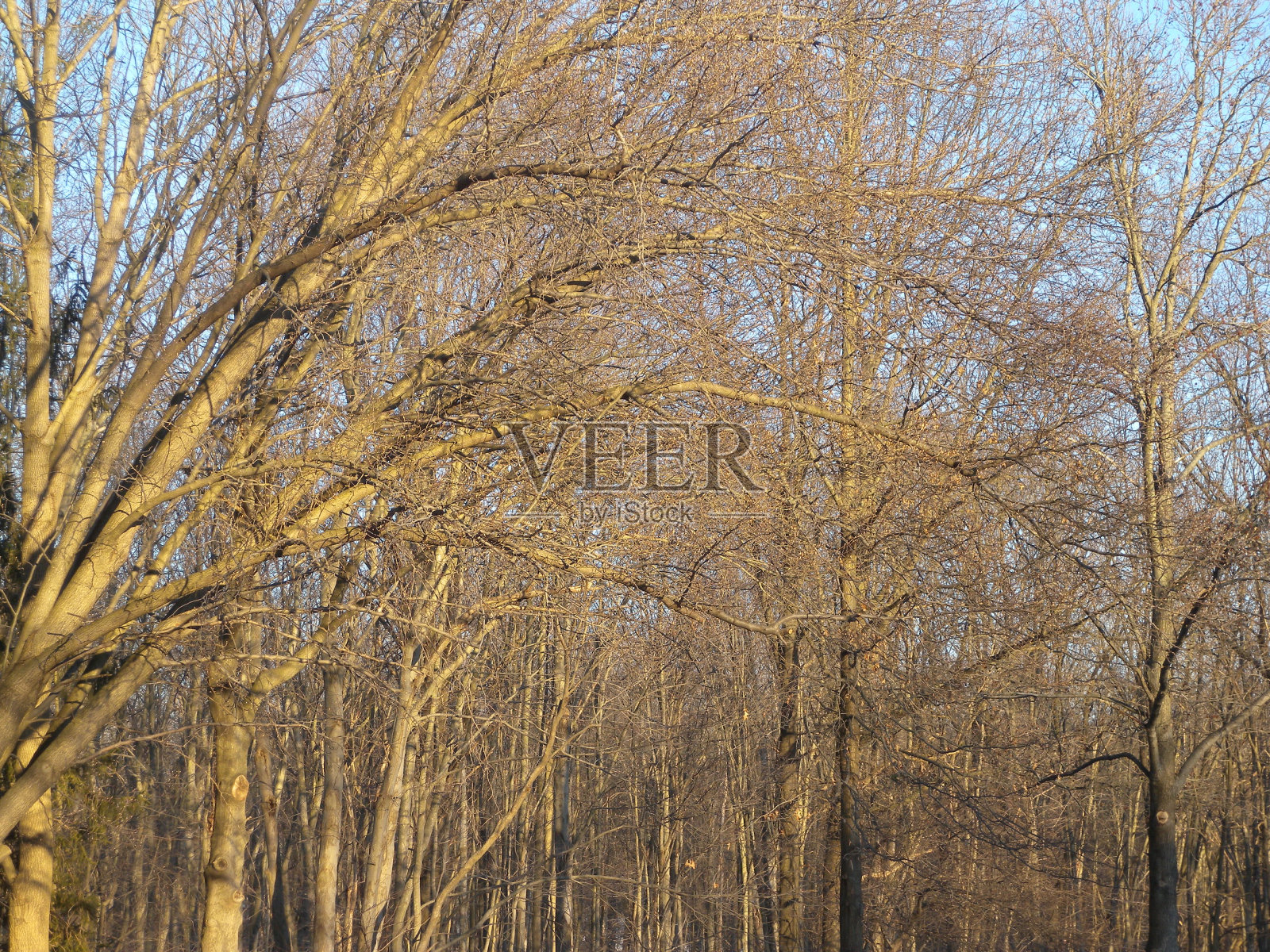 冬季森林照片摄影图片