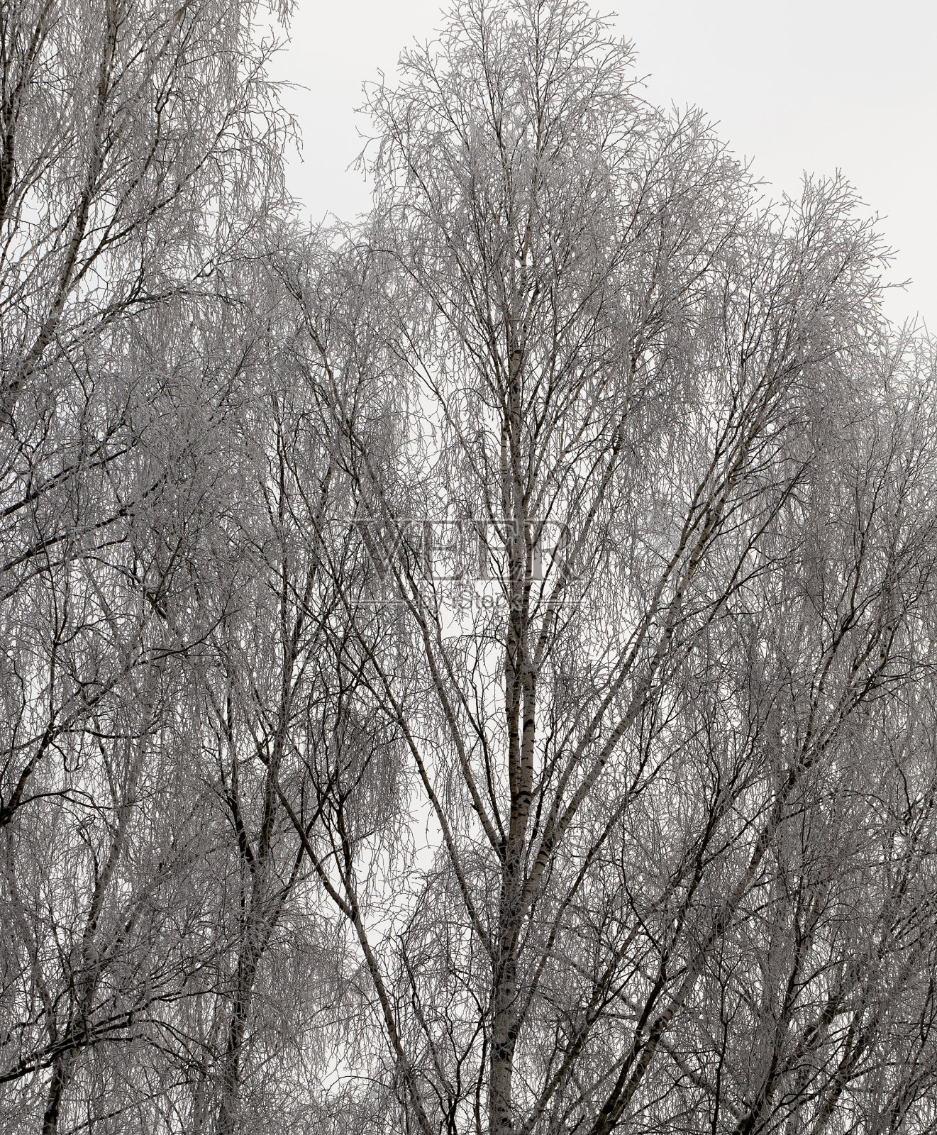 冬季照片照片摄影图片