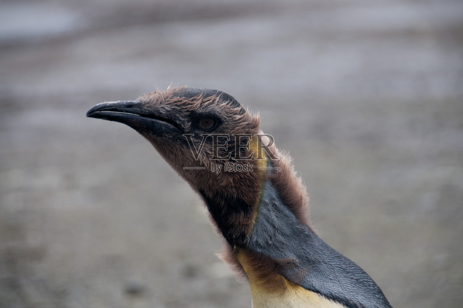 索尔兹伯里平原上的帝企鹅照片摄影图片