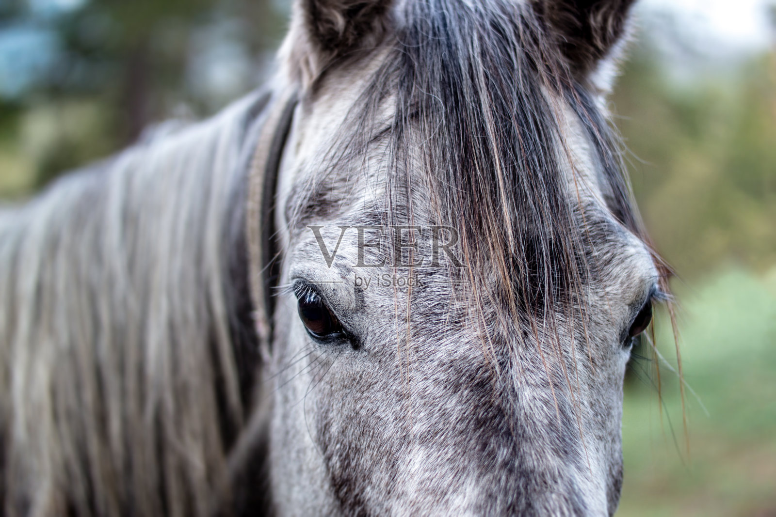 一匹深灰色的马的肖像照片摄影图片