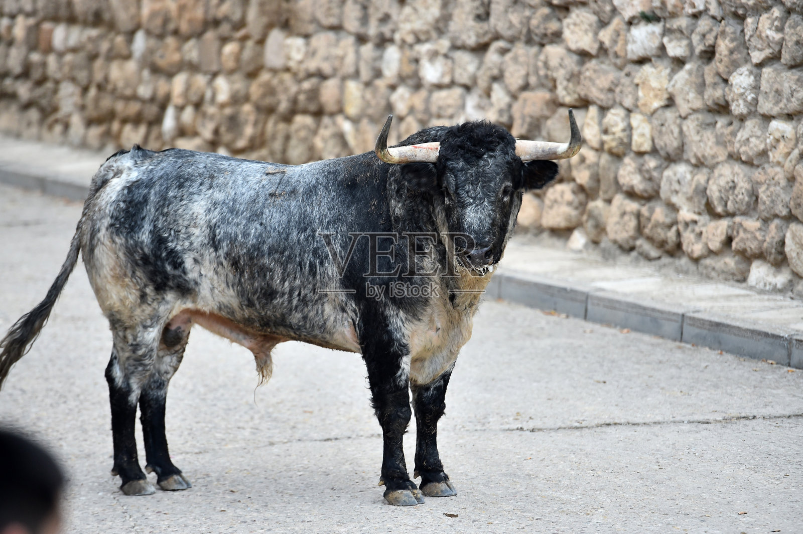 牛照片摄影图片