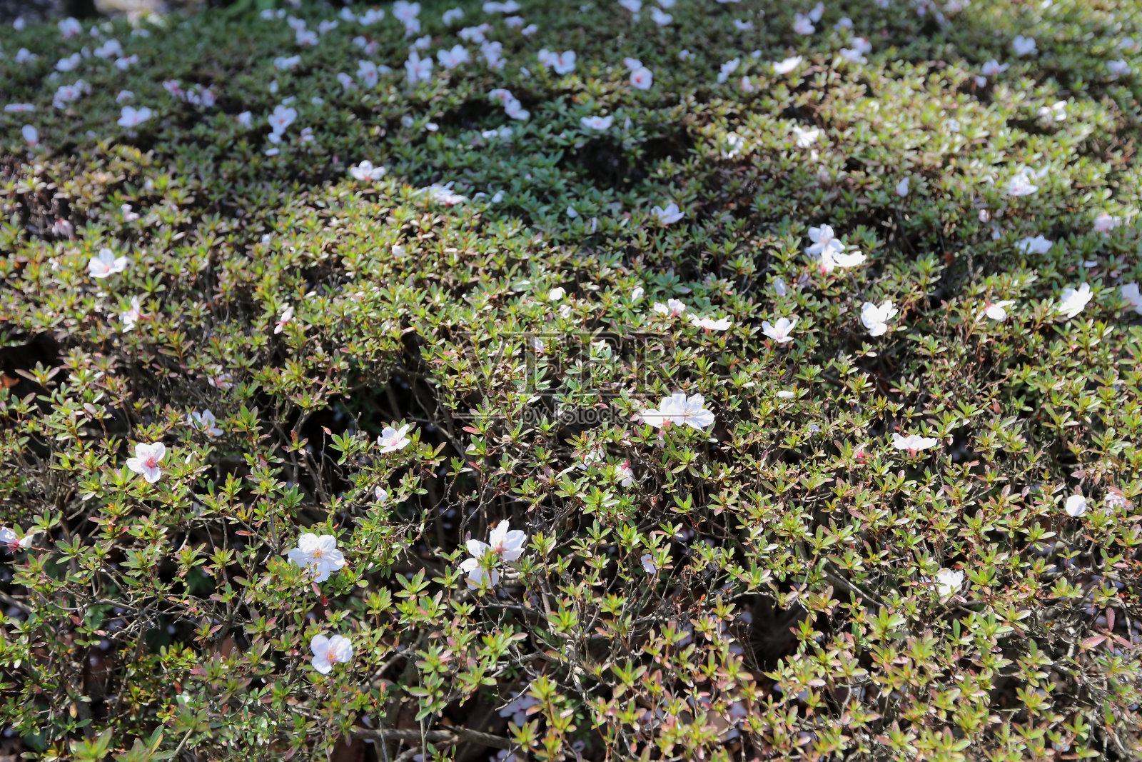 樱花照片摄影图片
